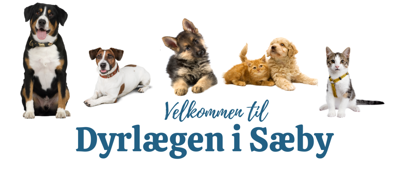 galleri restaurant Uafhængig Vi tilbyder - Dyrlægen i Sæby - Prof. og omsorgsfuld behandling af dyr
